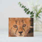 Baby Cheetah Briefkaart (Staand voorkant)