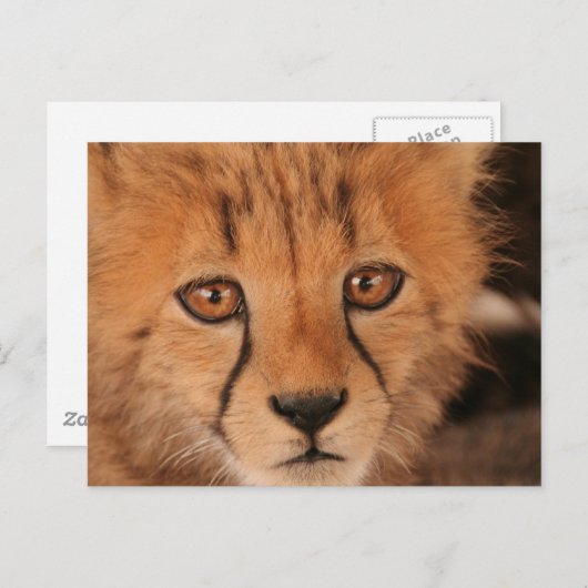 Baby Cheetah Briefkaart (Voorkant / Achterkant)
