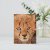 Baby Cheetah Briefkaart (Staand voorkant)