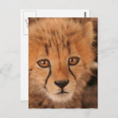 Baby Cheetah Briefkaart (Voorkant / Achterkant)