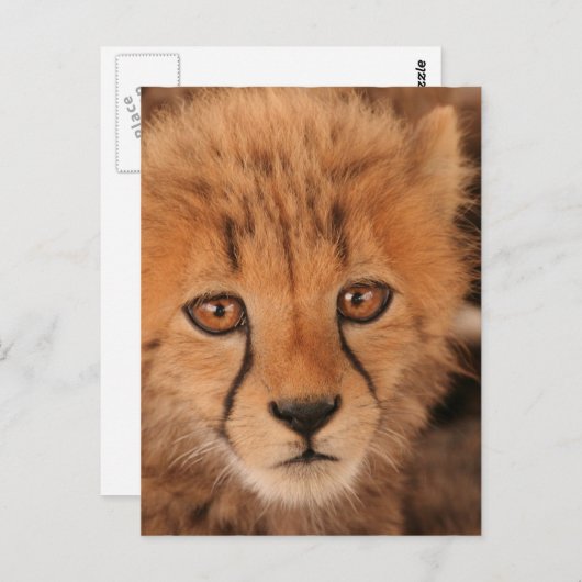 Baby Cheetah Briefkaart (Voorkant / Achterkant)
