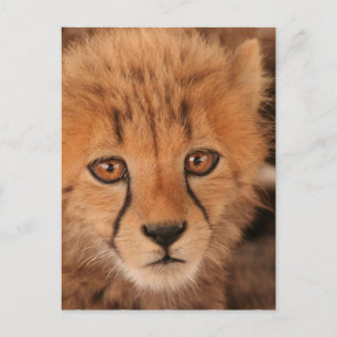 Baby Cheetah Briefkaart