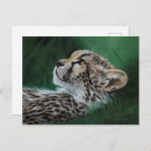 Baby Cheetah Postcard Set 10 Briefkaart (Voorkant / Achterkant)