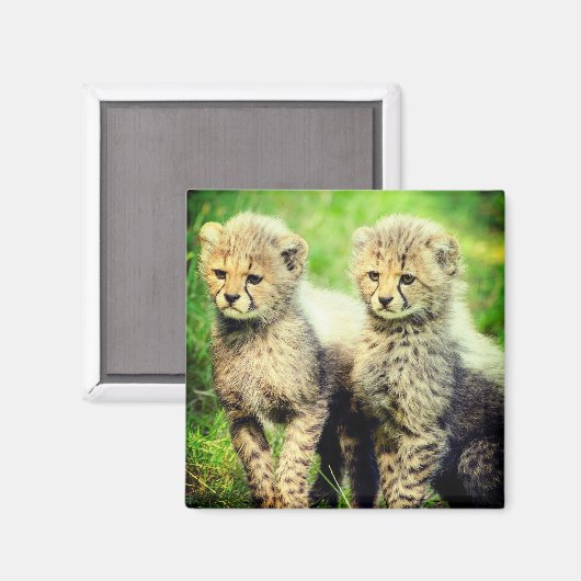 Baby Cheetahs Magneet (Voorkant / Achterkant)