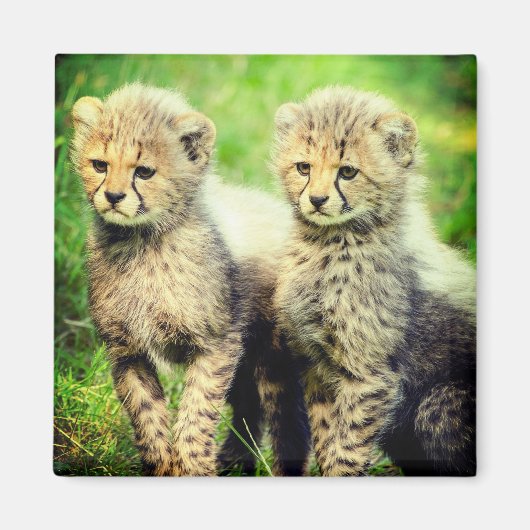Baby Cheetahs Magneet (Voorkant)