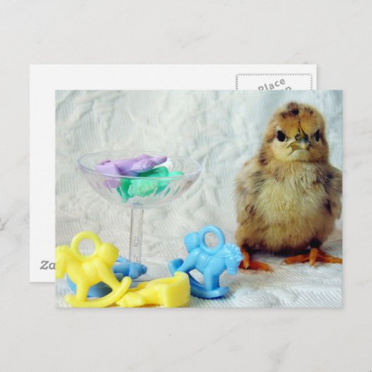 Baby Chick 2 Briefkaart (Voorkant / Achterkant)