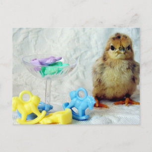 Baby Chick 2 Briefkaart