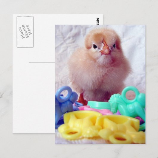 Baby Chick Briefkaart (Voorkant / Achterkant)