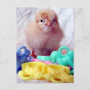 Baby Chick Briefkaart