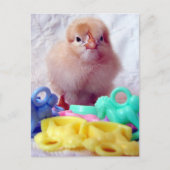 Baby Chick Briefkaart (Voorkant)