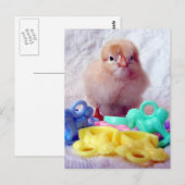 Baby Chick Briefkaart (Voorkant / Achterkant)