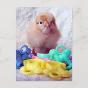 Baby Chick Briefkaart