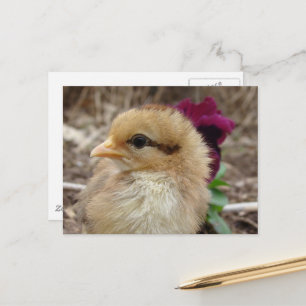 Baby Chick en Pansy Flower Briefkaart