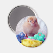 Baby Chick Magneet (Voorkant / Achterkant)