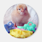 Baby Chick Magneet (Voorkant)