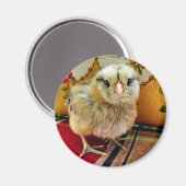 Baby Chick Magnet Boerderij Magnet (Voorkant / Achterkant)
