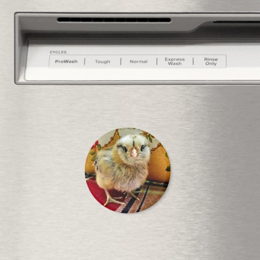 Baby Chick Magnet Boerderij Magnet (Insitu (Vaatwasser))