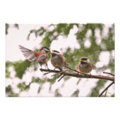 Baby Chickadees en Moeder Bird Foto Afdruk (Voorkant)