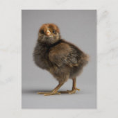 Baby Chicken Briefkaart (Voorkant)