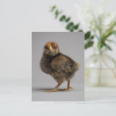 Baby Chicken Briefkaart (Staand voorkant)