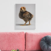 Baby Chicken Canvas Afdruk (Insitu (Woonkamer))