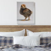 Baby Chicken Canvas Afdruk (Insitu (Slaapkamer))