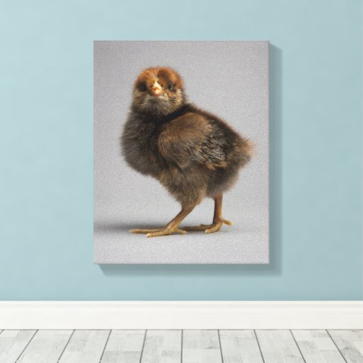 Baby Chicken Canvas Afdruk (Insitu (Houten vloer))