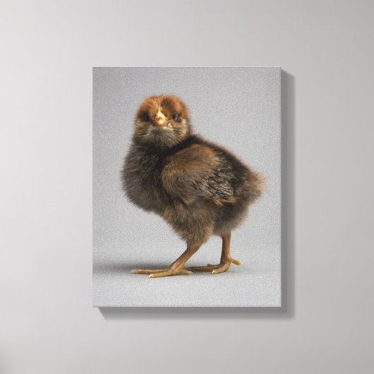 Baby Chicken Canvas Afdruk (Voorkant)