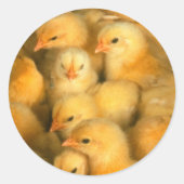 Baby Chicken Chickens Ronde Sticker (Voorkant)