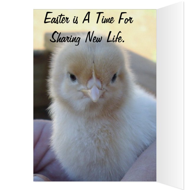Baby_Chicken_Easter_Card. (Binnen (Links))