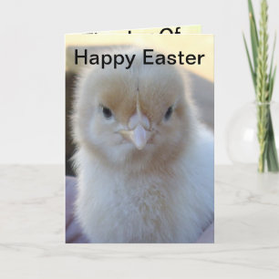 Baby_Chicken_Easter_Greeting_Kaart. Feestdagen Kaart