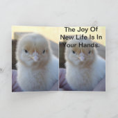 Baby_Chicken_Easter_Greeting_Kaart. Feestdagen Kaart (Binnen)