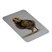 Baby Chicken Magneet (Rechterzijde)