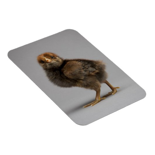 Baby Chicken Magneet (Rechterzijde)