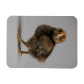 Baby Chicken Magneet (Horizontaal)