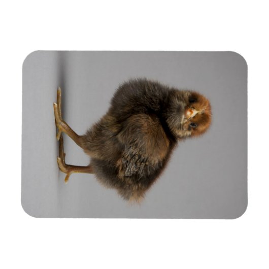 Baby Chicken Magneet (Horizontaal)