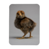 Baby Chicken Magneet (Verticaal)