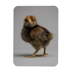 Baby Chicken Magneet