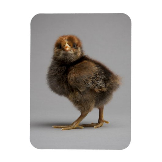 Baby Chicken Magneet (Verticaal)