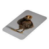 Baby Chicken Magneet (Linkerzijde)
