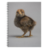 Baby Chicken Notitieboek (Voorkant)