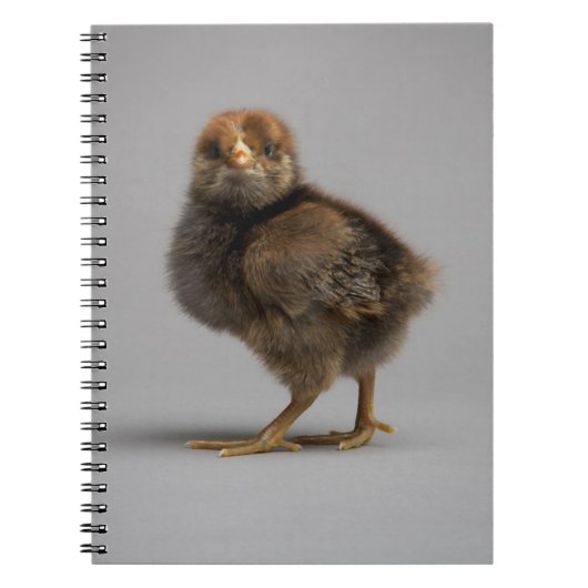Baby Chicken Notitieboek (Voorkant)