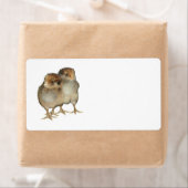 Baby Chicks Araucana Kippen Ornithologie Vogels Etiket (Insitu)
