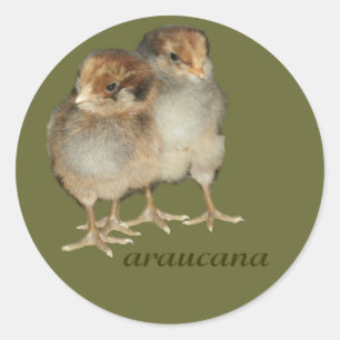 Baby Chicks Araucana Kippen Ornithologie Vogels Ronde Sticker