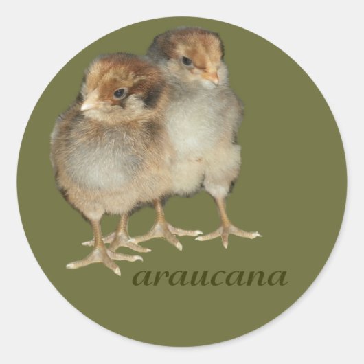 Baby Chicks Araucana Kippen Ornithologie Vogels Ronde Sticker (Voorkant)