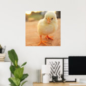 Baby Chicks Poster (Thuiskantoor)