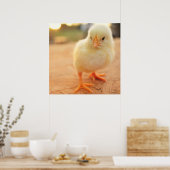 Baby Chicks Poster (Keuken)