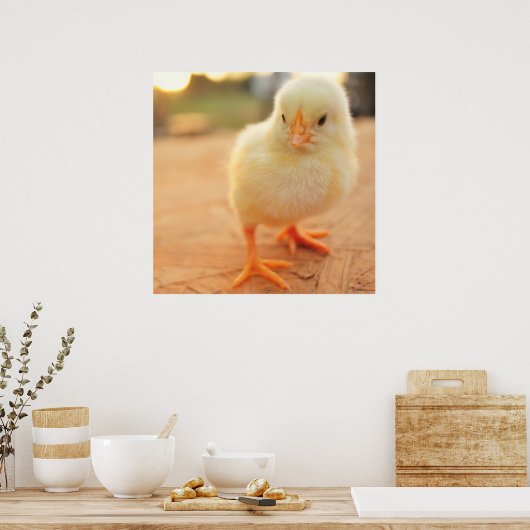 Baby Chicks Poster (Keuken)