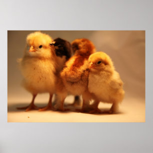 Baby Chicks-Poster Poster
