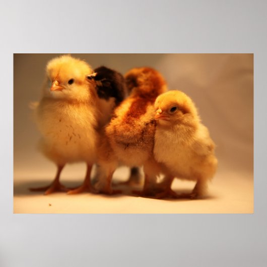 Baby Chicks-Poster Poster (Voorkant)